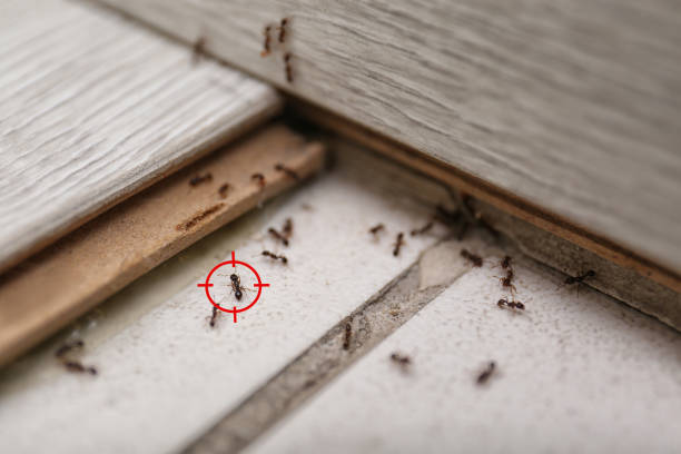 Best Commercial Pest Control Services  in Irrigon, OR